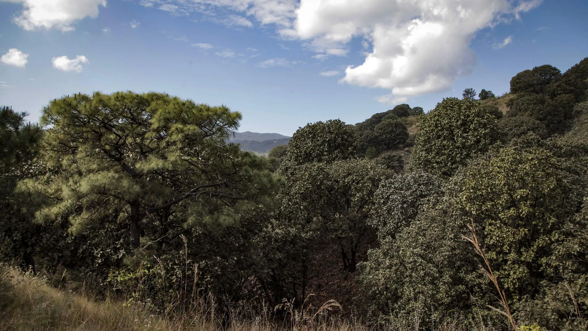 Bosque de la Primavera